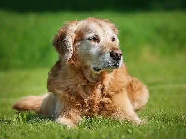 狗狗衰老征兆_狗狗老年期护理_狗狗皮肤弹力差？脱水和衰老表现