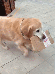狗狗老年期护理_狗狗皮肤弹力差？脱水和衰老表现_狗狗衰老征兆