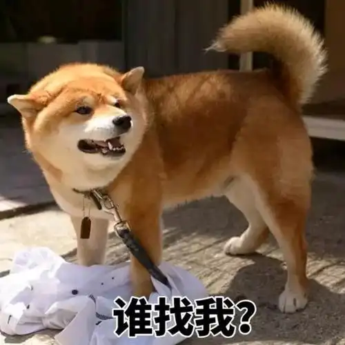 狗狗老年期护理_狗狗衰老征兆_狗狗皮肤弹力差？脱水和衰老表现