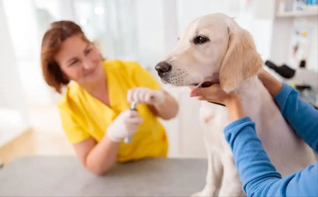 狗狗老年期护理_狗狗皮肤弹力差？脱水和衰老表现_狗狗衰老征兆