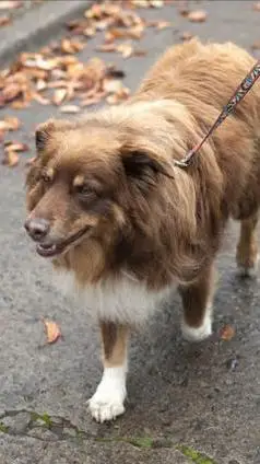 狗狗衰老征兆_狗狗老年期护理_狗狗皮肤弹力差？脱水和衰老表现