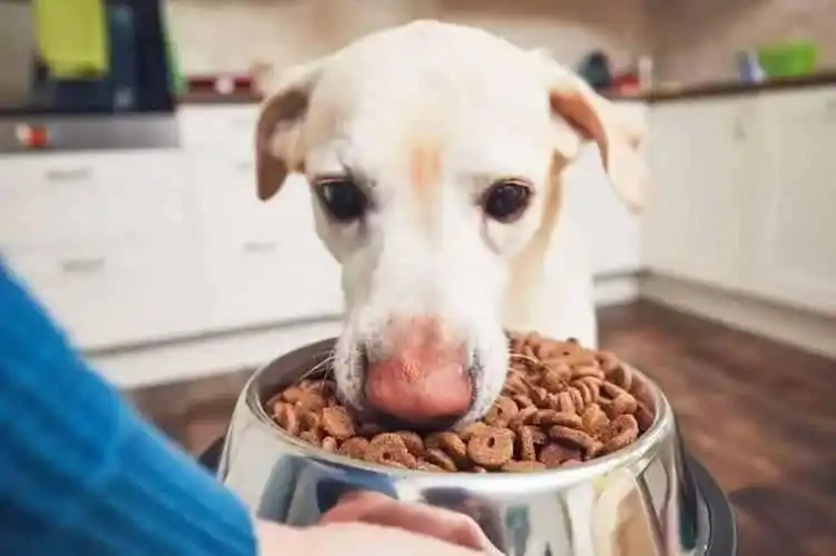狗狗老年期护理_狗狗衰老征兆_狗狗皮肤弹力差？脱水和衰老表现