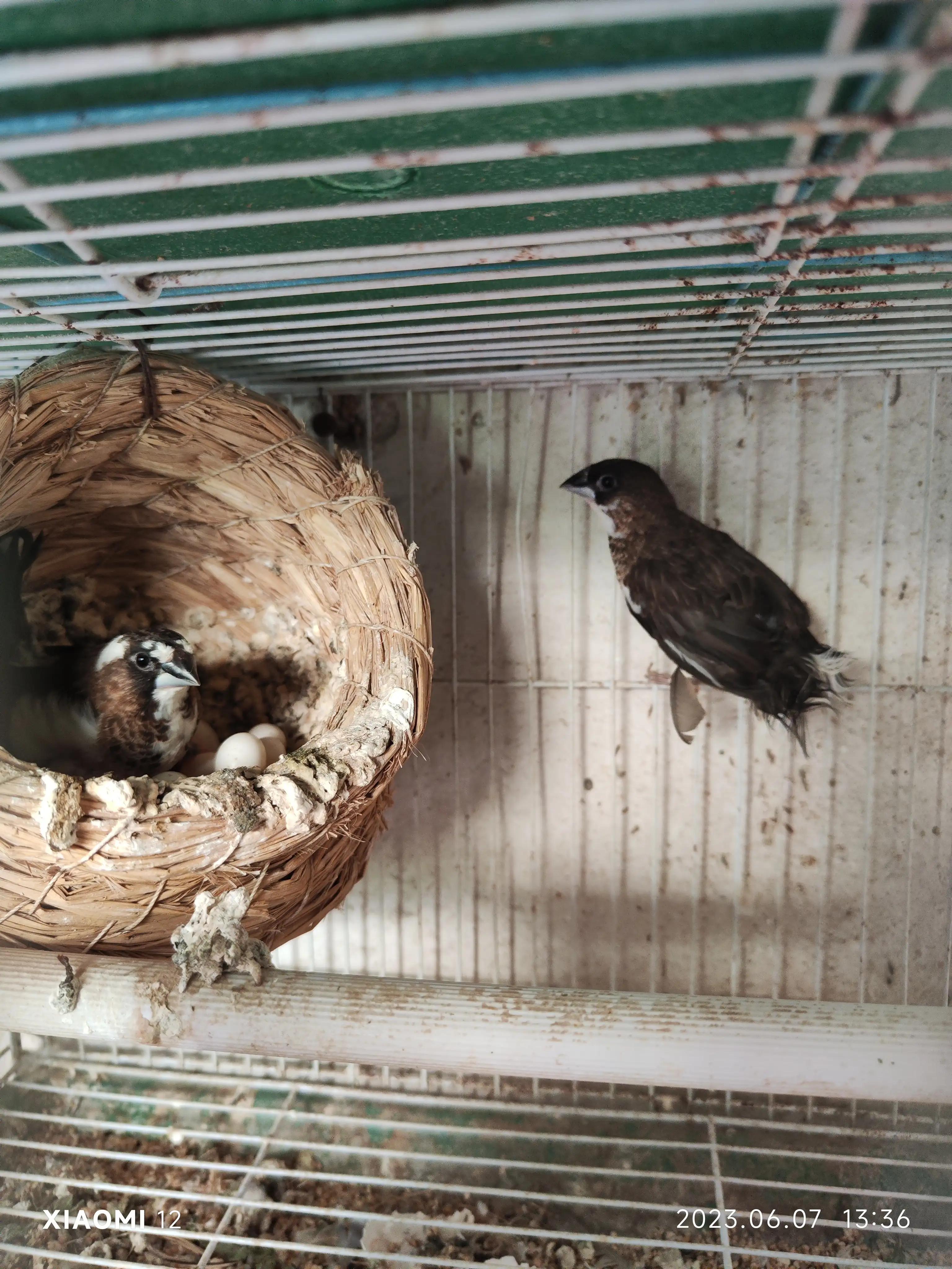 养鸟入门级~十姐妹-派特超人-宠物