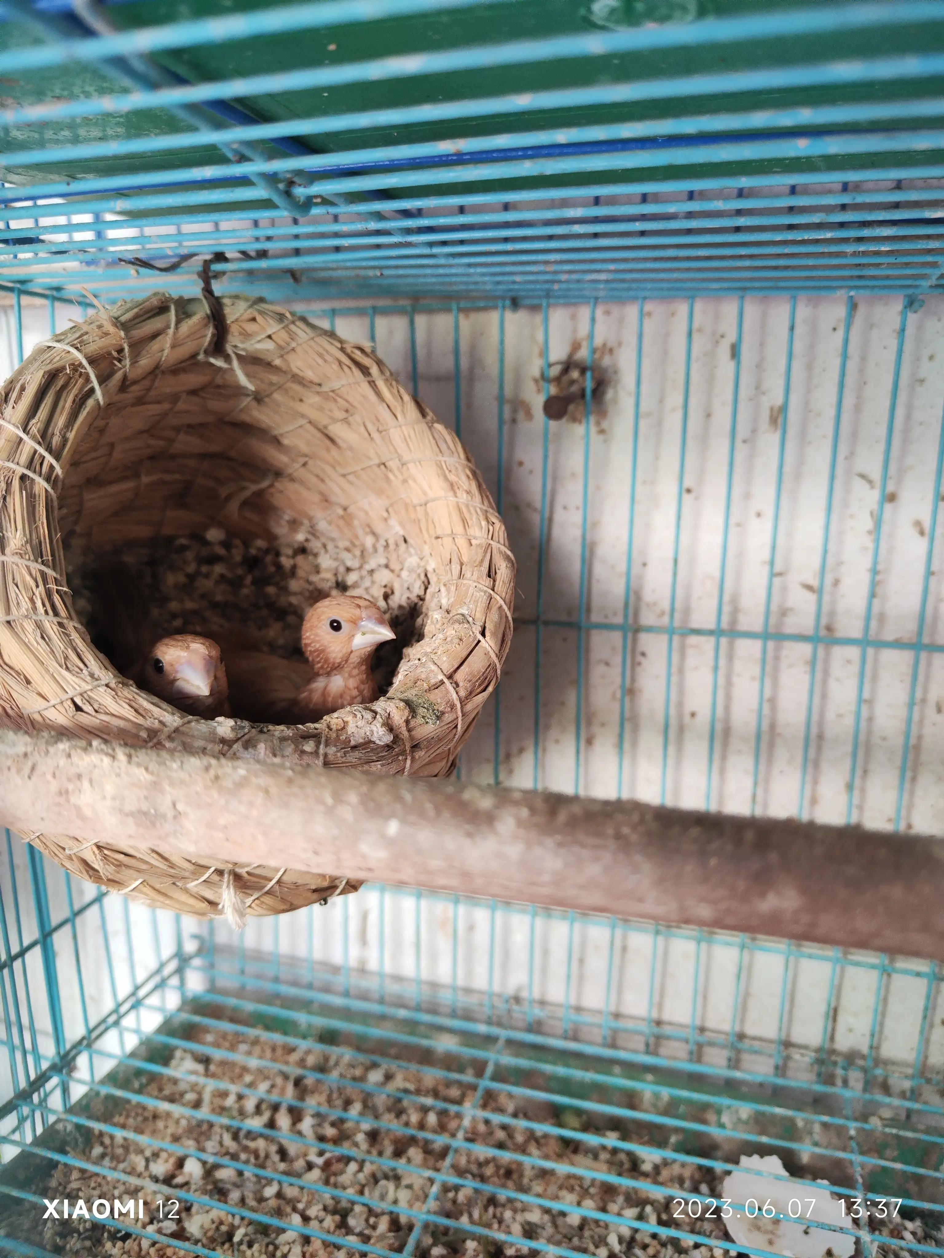 十姐妹养鸟繁殖技巧_十姐妹价格及品种_适合初学者的低维护鸟类推荐