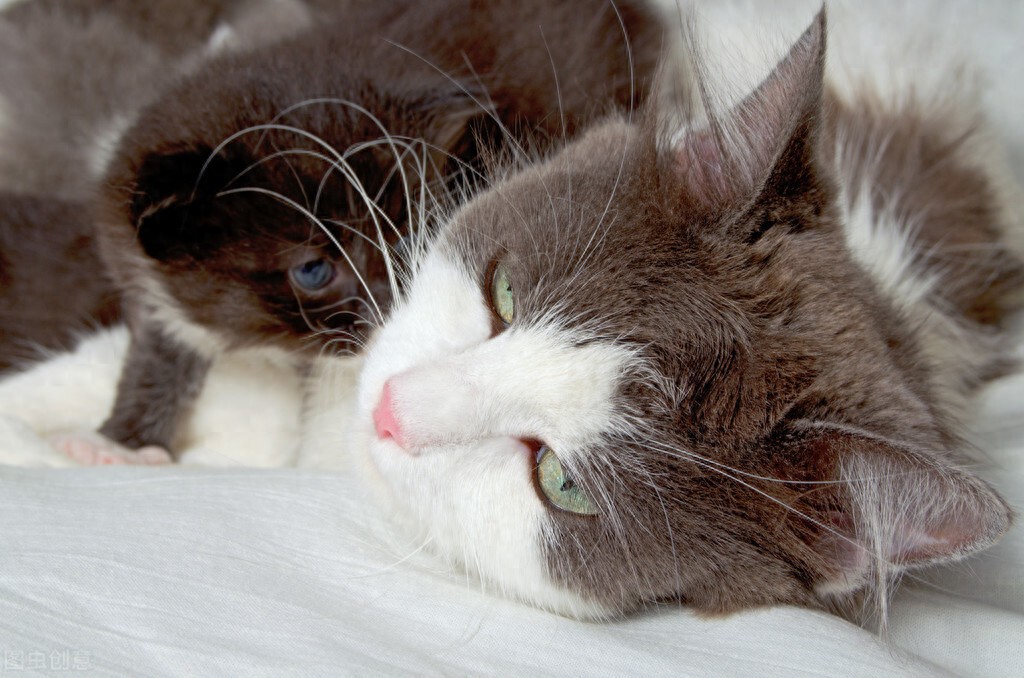 猫咪腰椎间盘突出：突然瘫痪的元凶_猫脊椎受伤瘫痪存活时间_猫瘫痪寿命判断