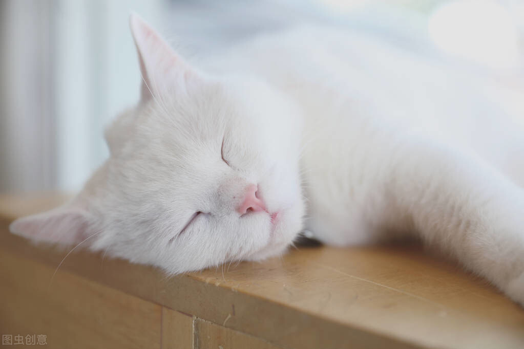 猫脊椎受伤瘫痪存活时间_猫咪腰椎间盘突出：突然瘫痪的元凶_猫瘫痪寿命判断