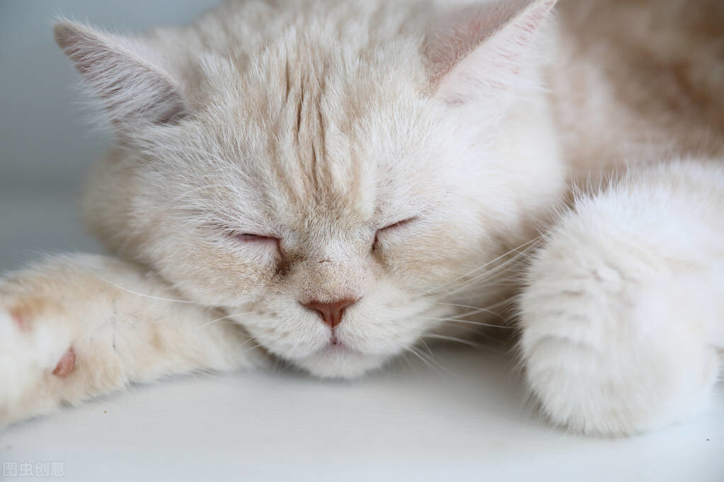 猫咪腰椎间盘突出：突然瘫痪的元凶_猫脊椎受伤瘫痪存活时间_猫瘫痪寿命判断