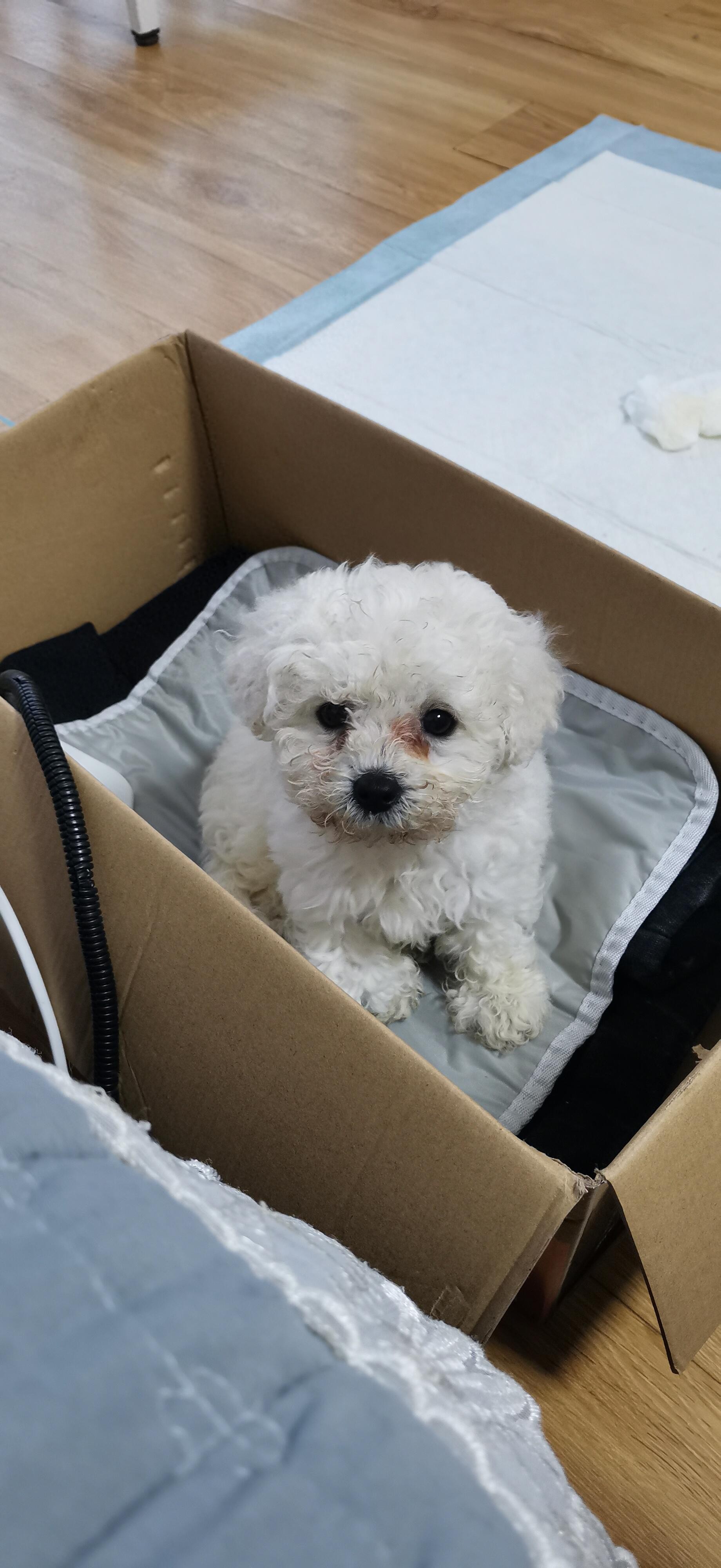 1个月幼犬太臭了？揭秘洗澡安全秘诀！-派特超人-宠物