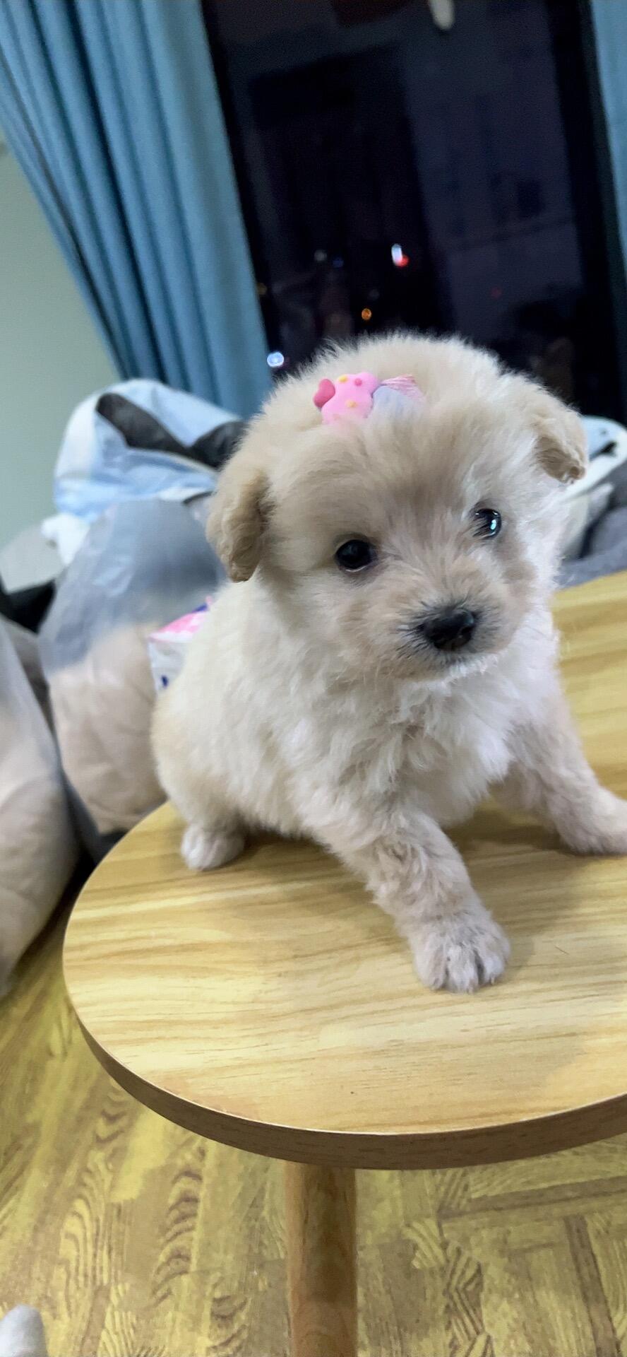 1个月幼犬洗澡方法_训练幼犬适应洗澡的方法_幼犬洗澡注意事项