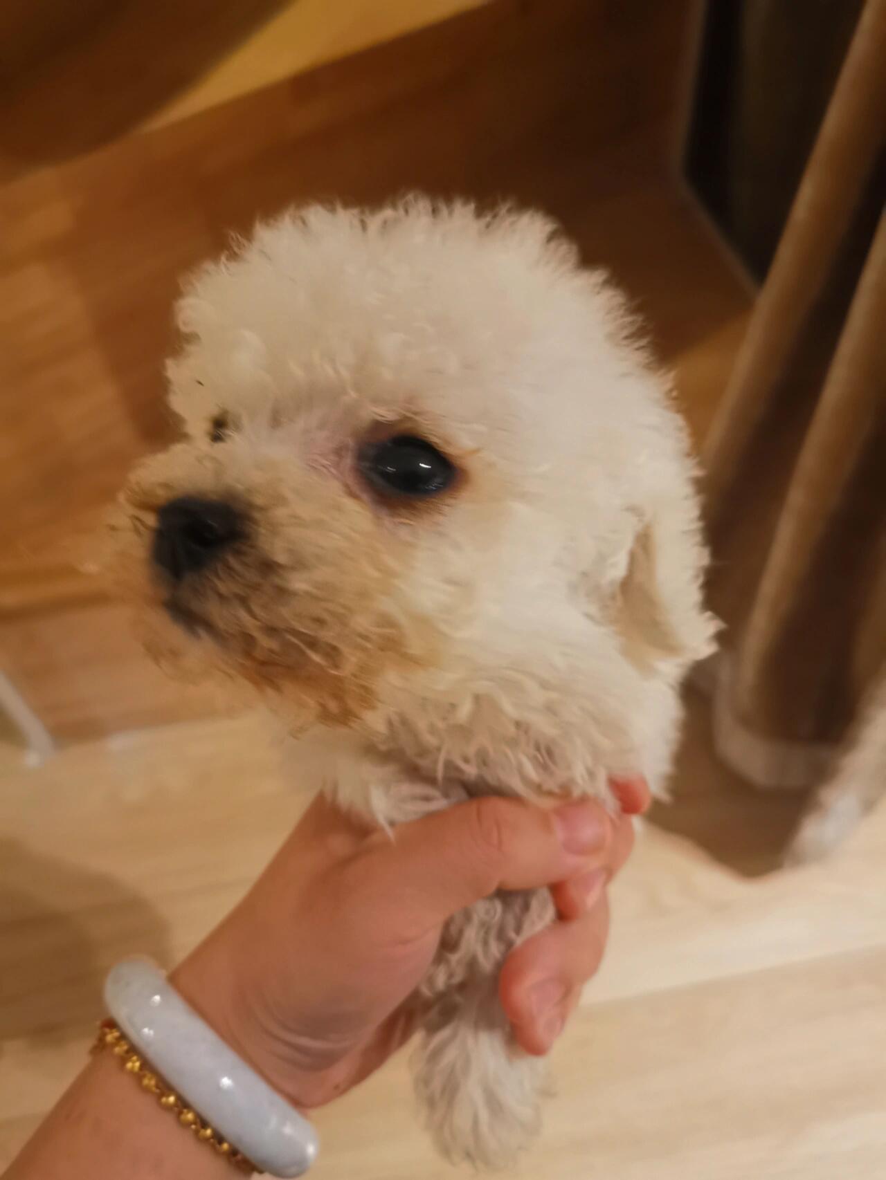 幼犬洗澡注意事项_1个月幼犬洗澡方法_训练幼犬适应洗澡的方法