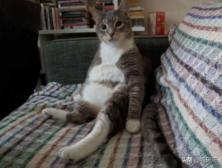 猫咪像人一样坐着，是病了吗？-派特超人-宠物