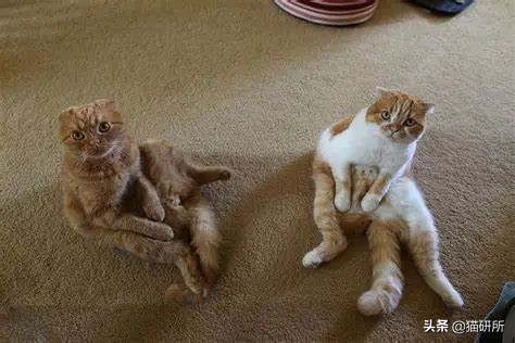 折耳猫软骨发育不良坐姿_猫咪腰椎间盘突出：突然瘫痪的元凶_猫咪模仿人类坐姿原因