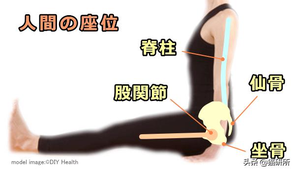 猫咪模仿人类坐姿原因_折耳猫软骨发育不良坐姿_猫咪腰椎间盘突出：突然瘫痪的元凶
