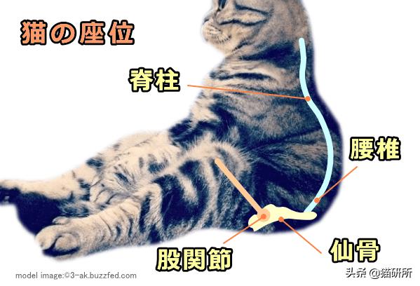 猫咪模仿人类坐姿原因_猫咪腰椎间盘突出：突然瘫痪的元凶_折耳猫软骨发育不良坐姿