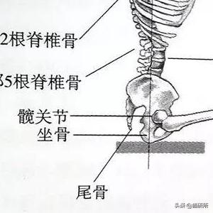 猫咪模仿人类坐姿原因_猫咪腰椎间盘突出：突然瘫痪的元凶_折耳猫软骨发育不良坐姿