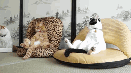 猫咪腰椎间盘突出：突然瘫痪的元凶_猫咪模仿人类坐姿原因_折耳猫软骨发育不良坐姿