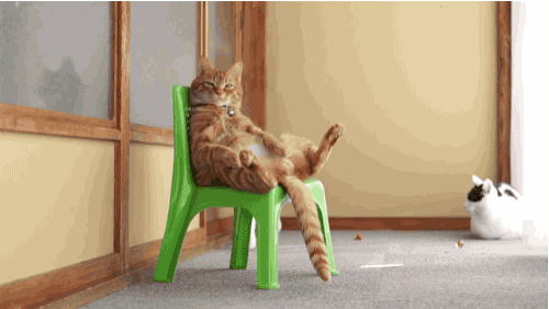 折耳猫软骨发育不良坐姿_猫咪模仿人类坐姿原因_猫咪腰椎间盘突出：突然瘫痪的元凶