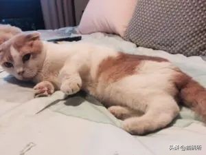猫咪腰椎间盘突出：突然瘫痪的元凶_猫咪模仿人类坐姿原因_折耳猫软骨发育不良坐姿