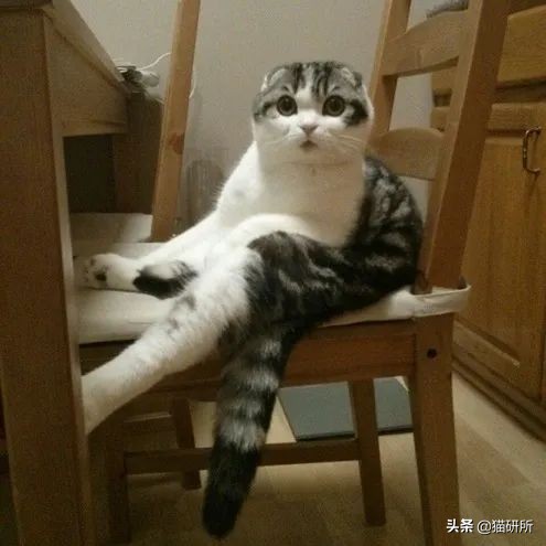 猫咪模仿人类坐姿原因_猫咪腰椎间盘突出：突然瘫痪的元凶_折耳猫软骨发育不良坐姿