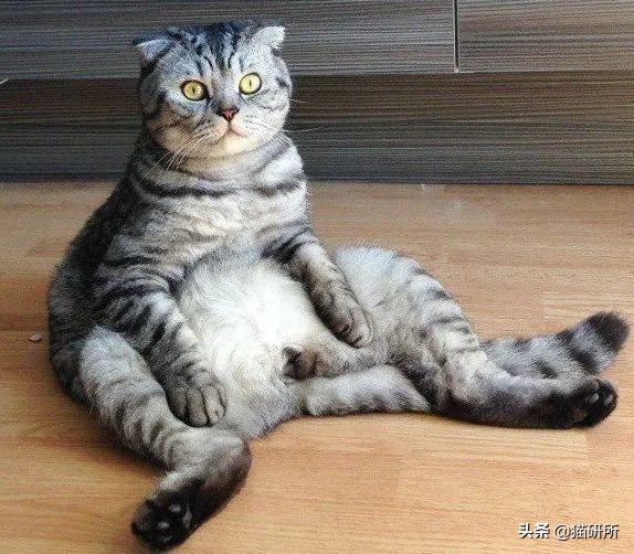 折耳猫软骨发育不良坐姿_猫咪模仿人类坐姿原因_猫咪腰椎间盘突出：突然瘫痪的元凶