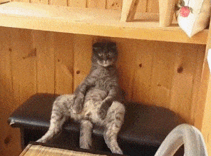 折耳猫软骨发育不良坐姿_猫咪模仿人类坐姿原因_猫咪腰椎间盘突出：突然瘫痪的元凶