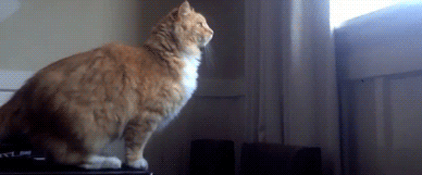 猫咪腰椎间盘突出：突然瘫痪的元凶_折耳猫软骨发育不良坐姿_猫咪模仿人类坐姿原因