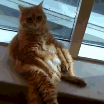 猫咪腰椎间盘突出：突然瘫痪的元凶_猫咪模仿人类坐姿原因_折耳猫软骨发育不良坐姿