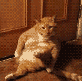 猫咪腰椎间盘突出：突然瘫痪的元凶_折耳猫软骨发育不良坐姿_猫咪模仿人类坐姿原因