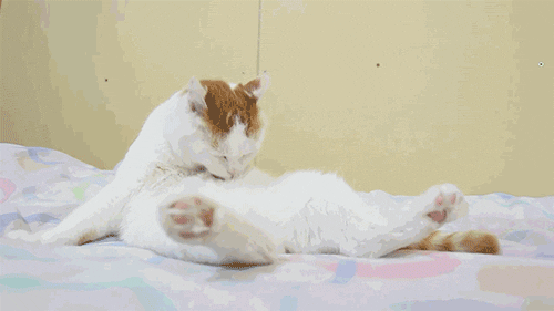 折耳猫软骨发育不良坐姿_猫咪模仿人类坐姿原因_猫咪腰椎间盘突出：突然瘫痪的元凶