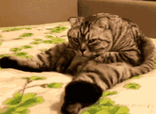 猫咪腰椎间盘突出：突然瘫痪的元凶_折耳猫软骨发育不良坐姿_猫咪模仿人类坐姿原因