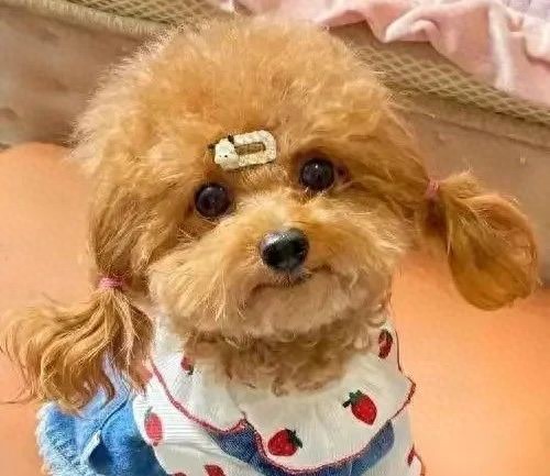 狗狗能憋着多久不拉臭臭？看完这篇你就懂了！-派特超人-宠物