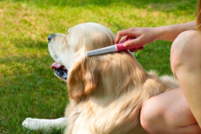 训练幼犬适应洗澡的方法_狗狗在家美容方法_狗狗基础护理步骤