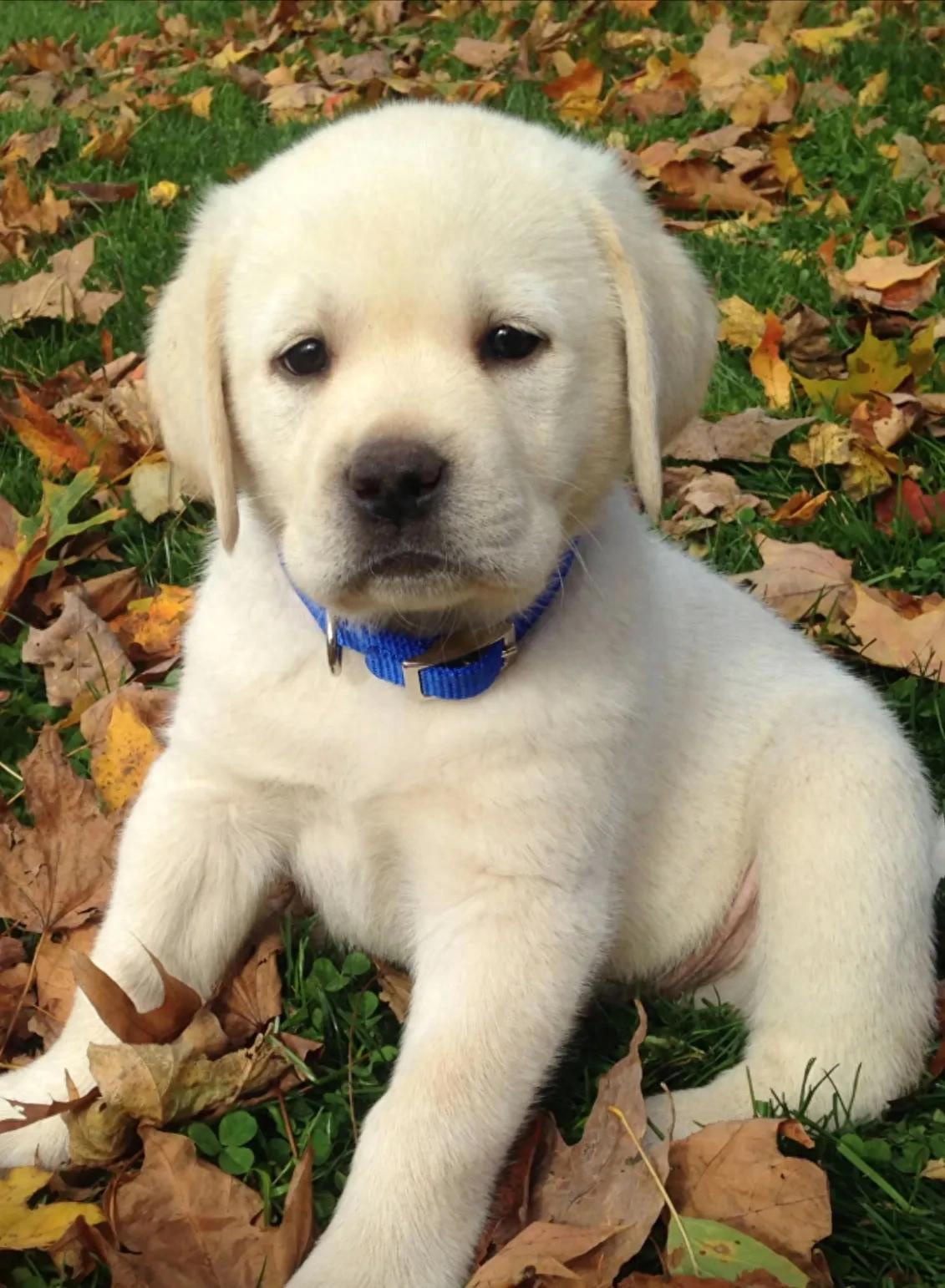 如何通过狗狗粪便判断狗狗健康状况？养狗人必看的文章-派特超人-宠物