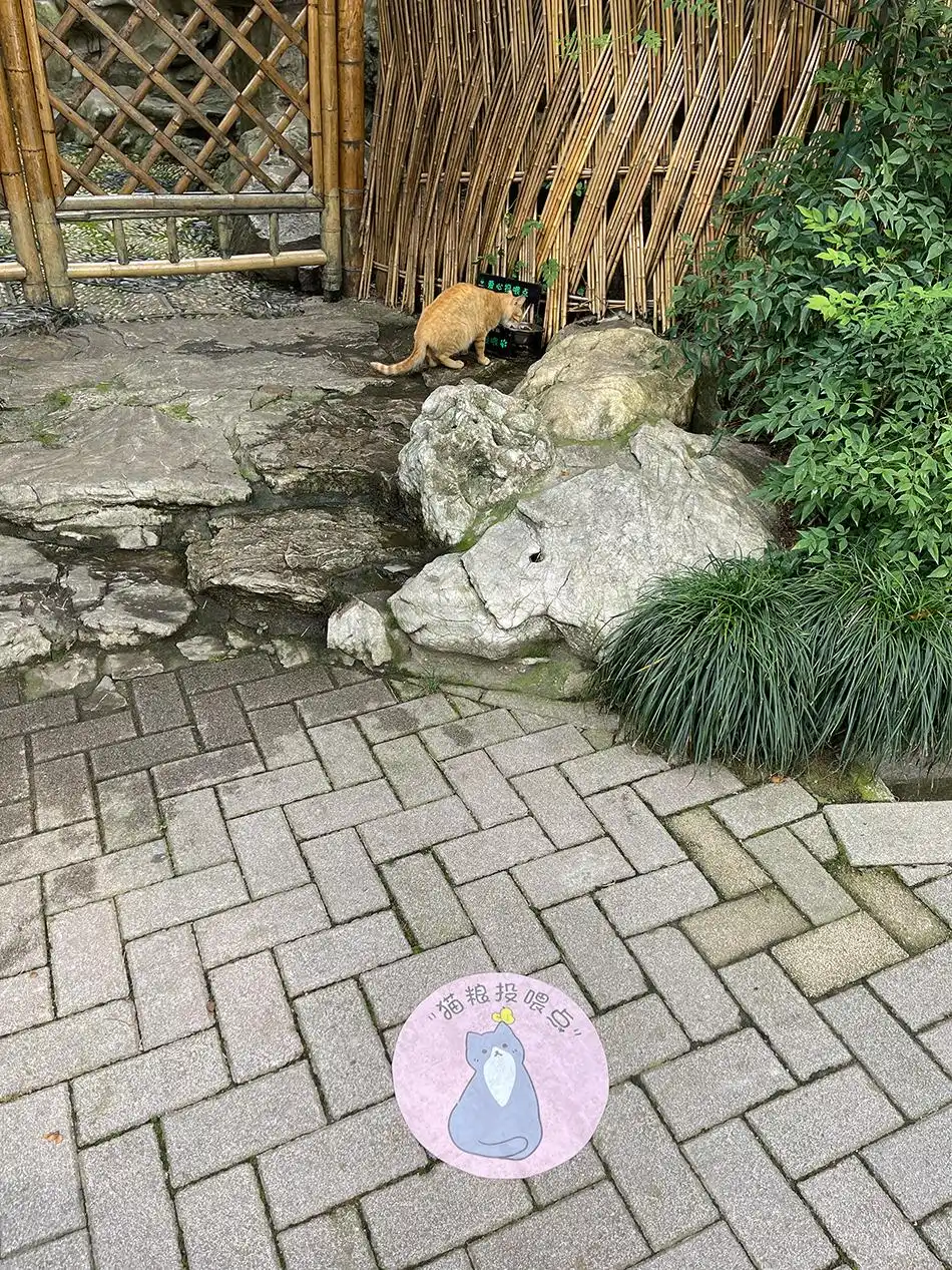 静安公园爱心投喂点效果_上海静安公园猫咪投喂点_猫咪最喜欢的零食投喂方法