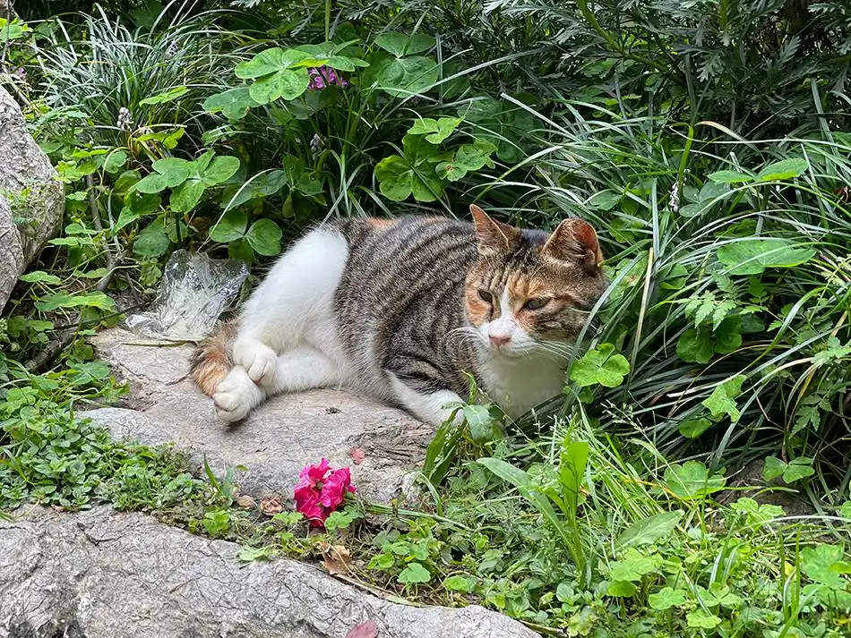 静安公园爱心投喂点效果_猫咪最喜欢的零食投喂方法_上海静安公园猫咪投喂点