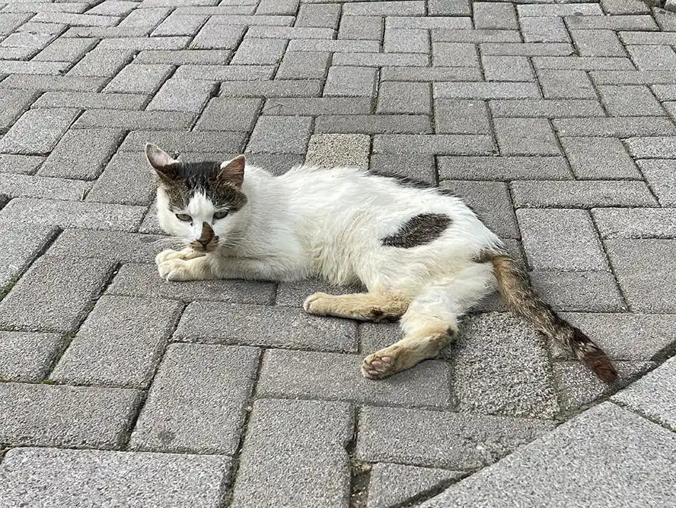 静安公园爱心投喂点效果_上海静安公园猫咪投喂点_猫咪最喜欢的零食投喂方法