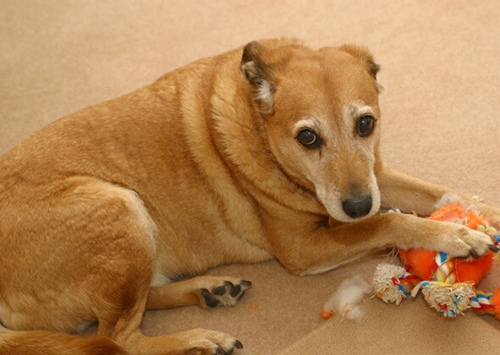 宠物膀胱结石和肾结石的症状-派特超人-宠物