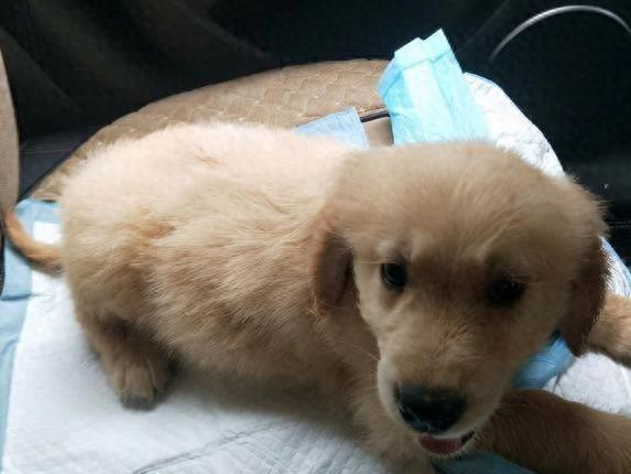 训练幼犬适应洗澡的方法_狗狗洗澡注意事项_小狗洗澡次数