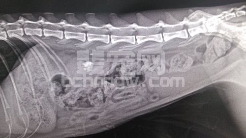 人工输尿管在猫输尿管阻塞病例上的应用-派特超人-宠物