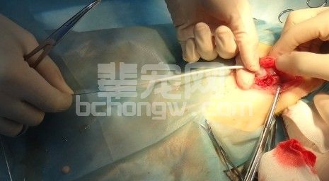猫咪输尿管结石：比膀胱结石更危险_人工输尿管植入手术_猫输尿管阻塞治疗
