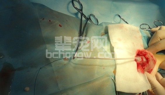 猫咪输尿管结石：比膀胱结石更危险_猫输尿管阻塞治疗_人工输尿管植入手术