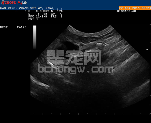 猫输尿管阻塞治疗_猫咪输尿管结石：比膀胱结石更危险_人工输尿管植入手术