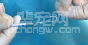 人工输尿管植入手术_猫输尿管阻塞治疗_猫咪输尿管结石：比膀胱结石更危险