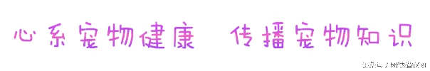 训练幼犬适应洗澡的方法_在家给狗洗澡技巧_宠物狗洗澡方法