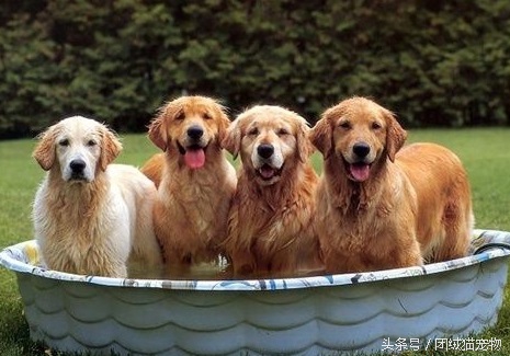 训练幼犬适应洗澡的方法_宠物狗洗澡方法_在家给狗洗澡技巧