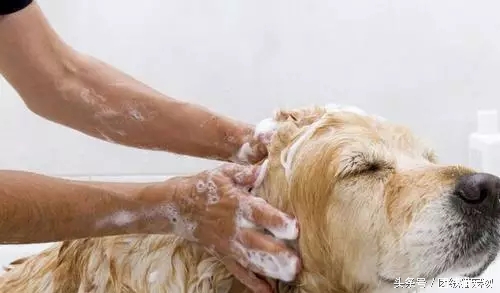 训练幼犬适应洗澡的方法_宠物狗洗澡方法_在家给狗洗澡技巧
