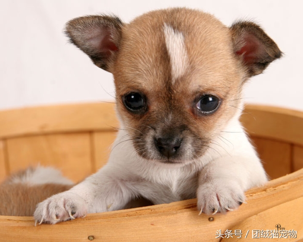 在家给狗洗澡技巧_宠物狗洗澡方法_训练幼犬适应洗澡的方法