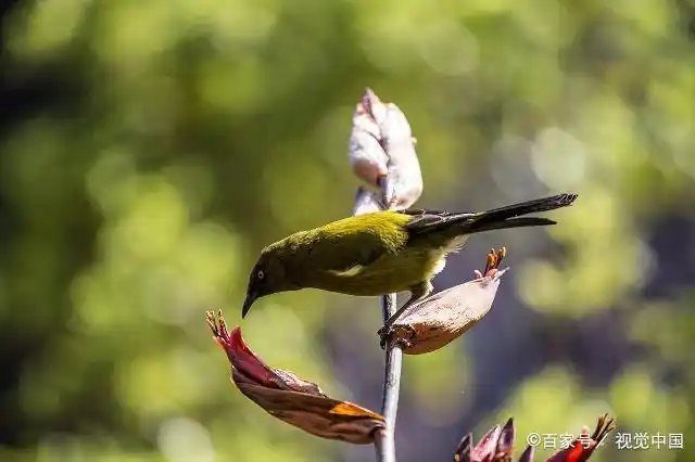 观赏鸟的选择有哪些要求?学会这6点,一选一个准!-派特超人-宠物