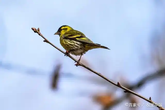 笼鸟饲养技巧_鸟类外出笼的选择标准_观赏鸟种类选择