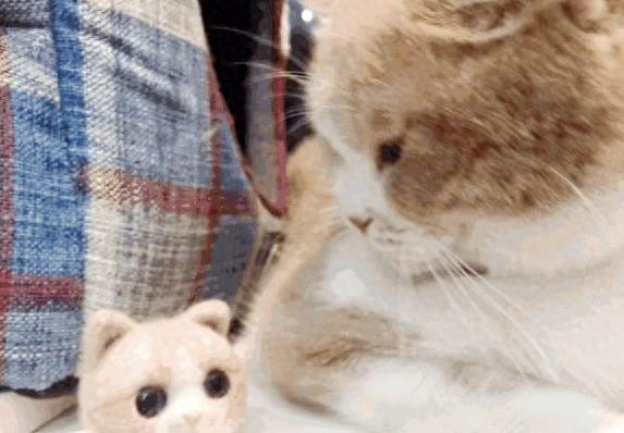 猫咪睡床原因_猫咪依赖主人气味_猫咪为什么喜欢睡在书堆里